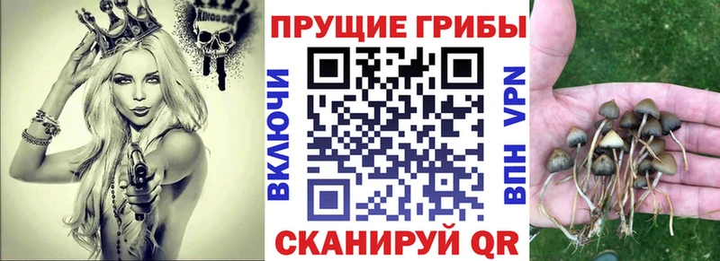 Псилоцибиновые грибы GOLDEN TEACHER  Новосокольники 
